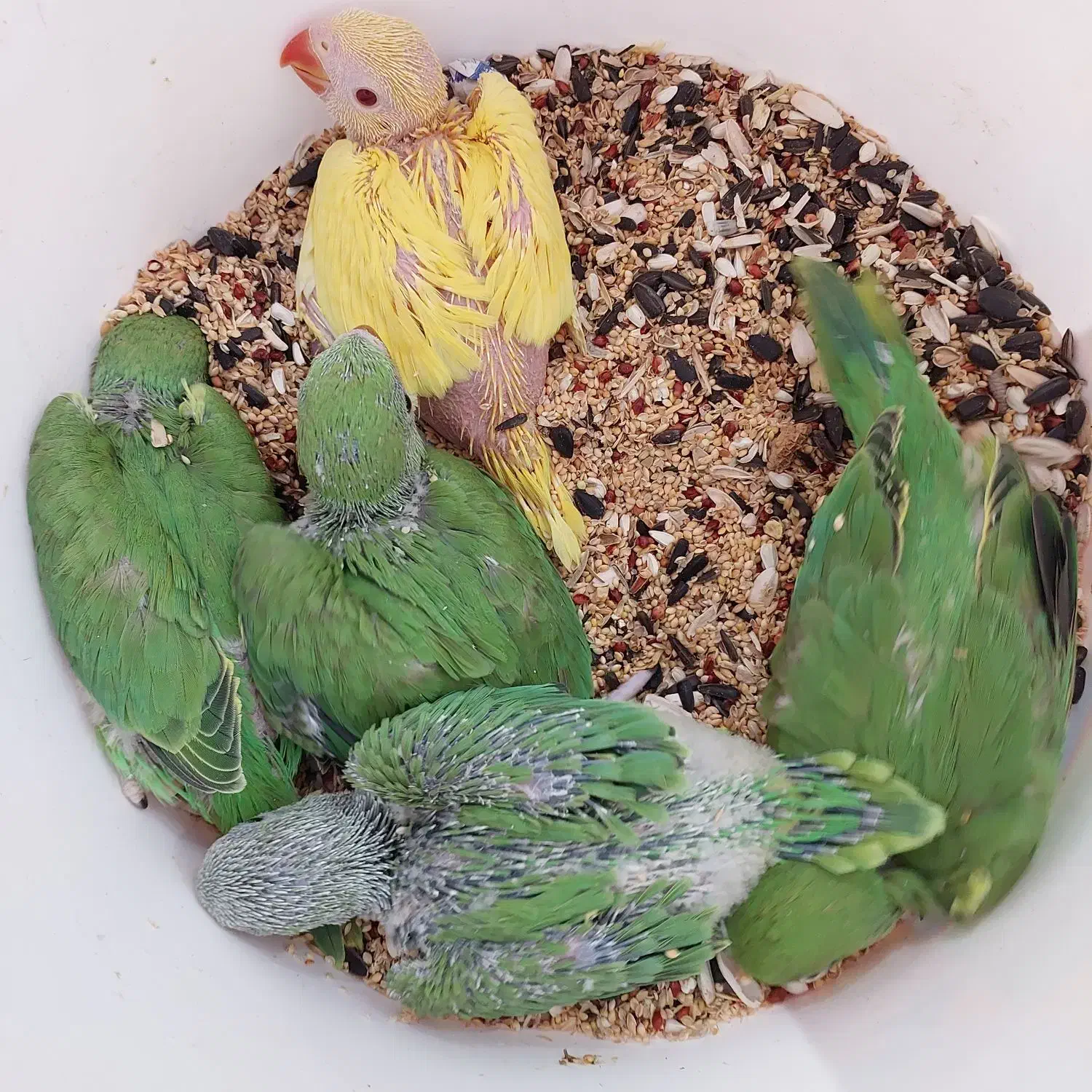 جوجه سرلاکی ملنگو|پرنده|بندر کنگان, |دیوار