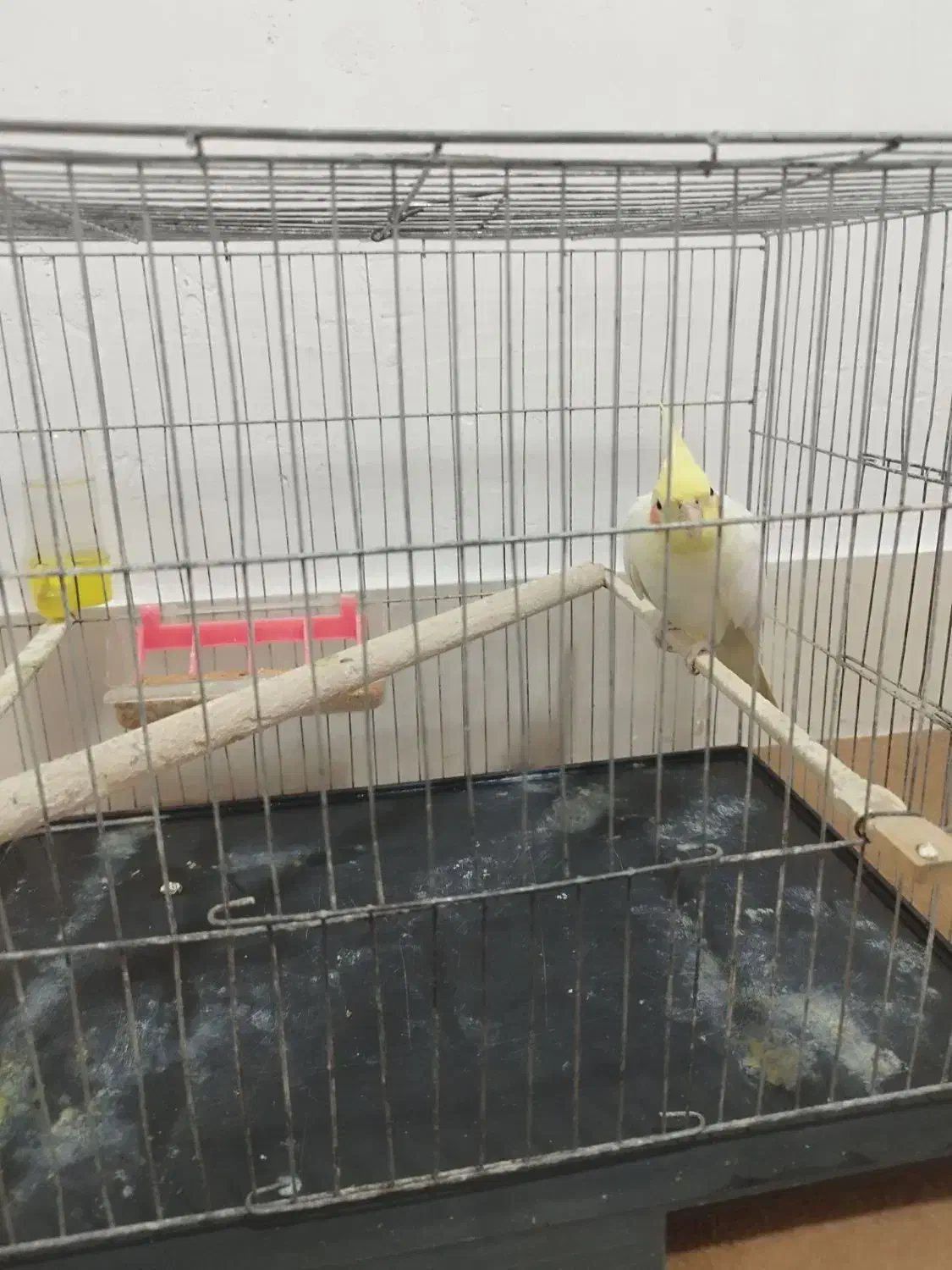 عروس هلندی|پرنده|گالیکش, |دیوار