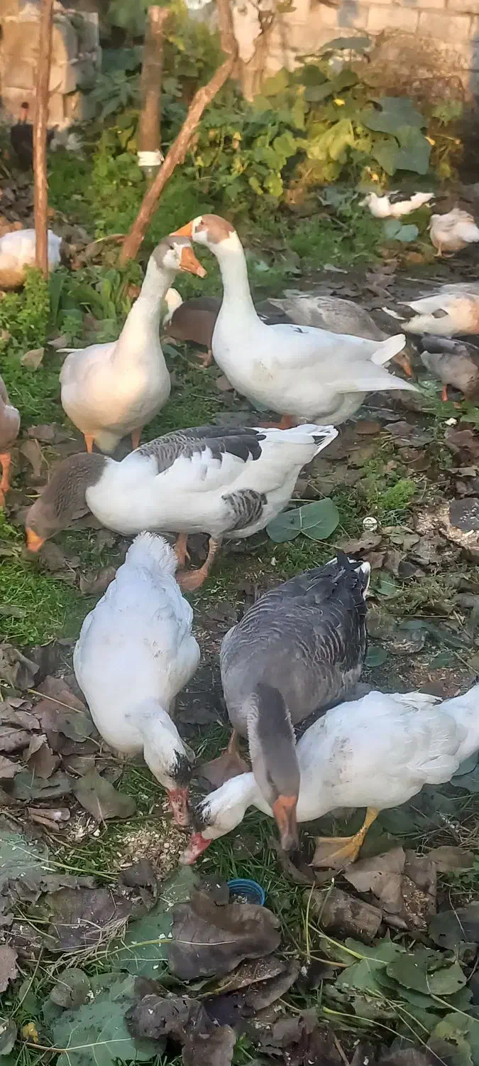 فروش غاز|حیوانات مزرعه|چاف و چمخاله, |دیوار