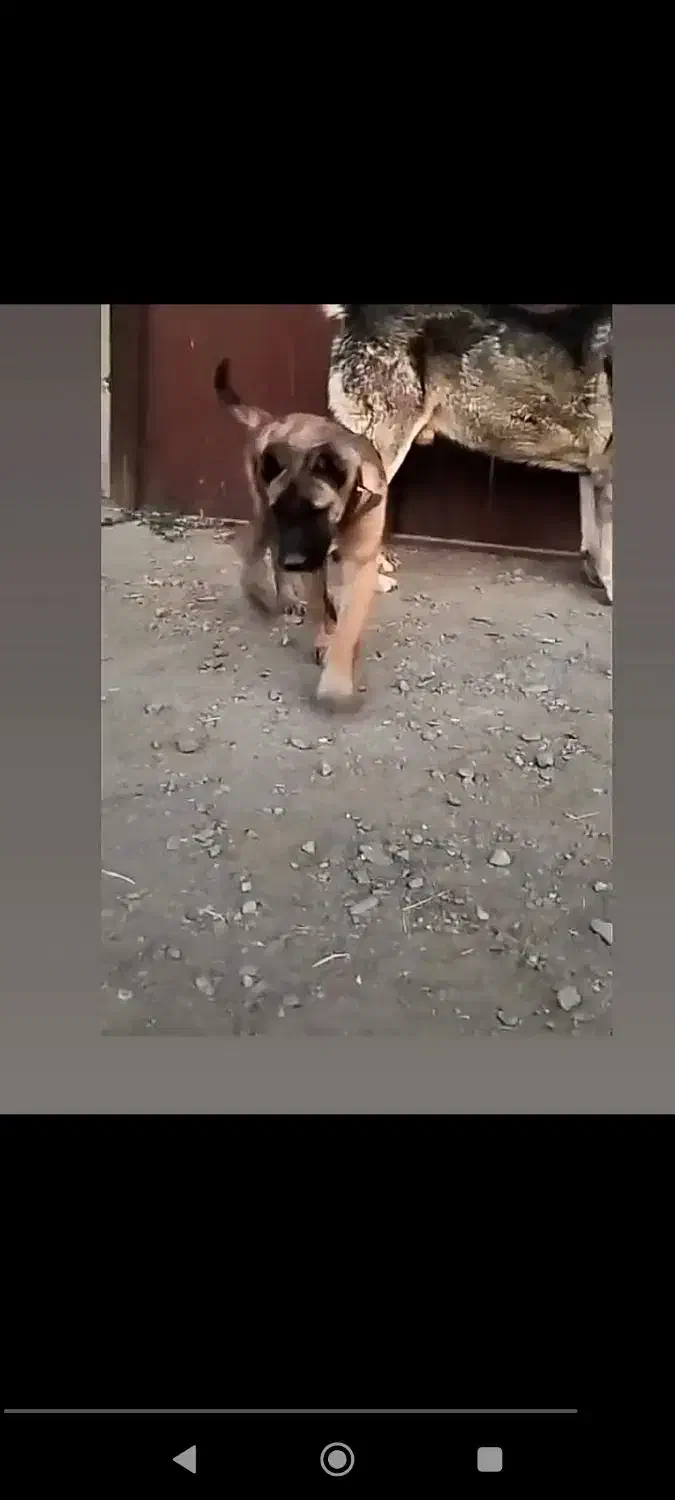 توله نر رخ خوشتیپ و درشت از پدر مادر درشت|سگ|نوده انقلاب, |دیوار