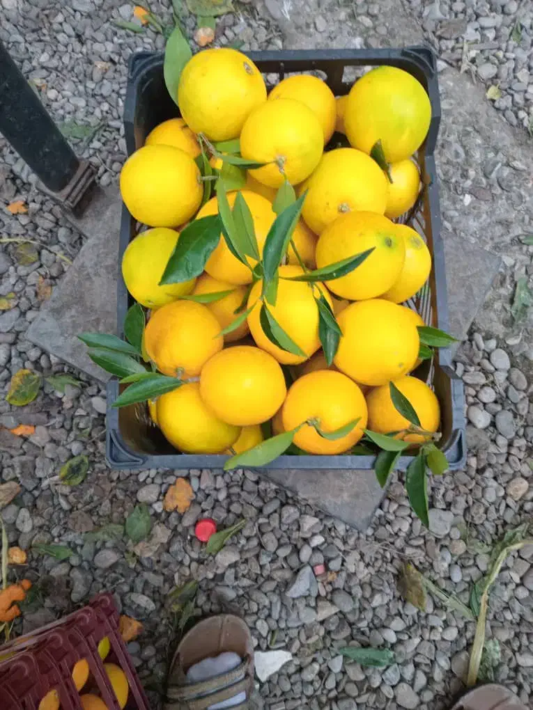 پرتقال درجه یک مستقیم با باغ دار|عمدهفروشی|زند, |دیوار