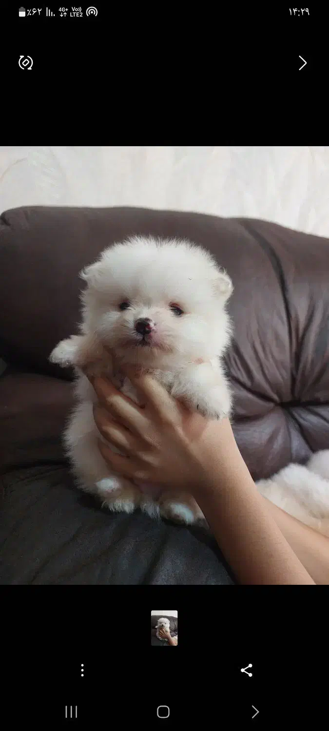 پامرانین پامر سایز جیبی رنگ روشن|سگ|اصفهان, وحید|دیوار