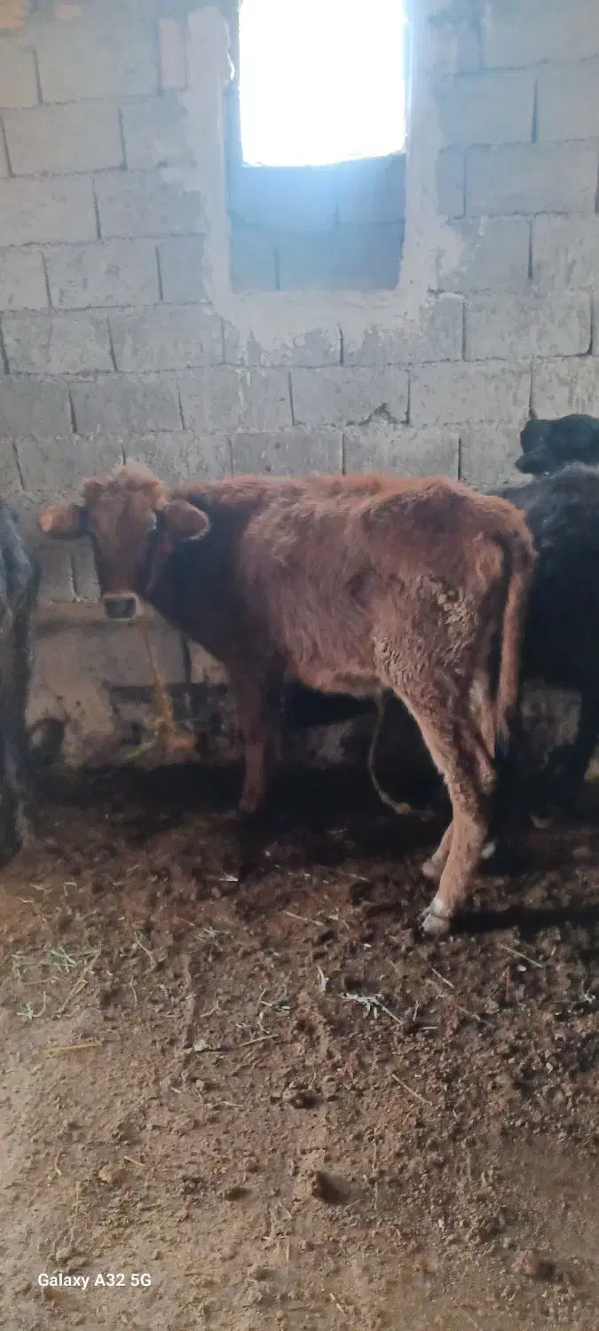 گوساله ماده ۳عدد|حیوانات مزرعه|قره ضیاالدین, |دیوار