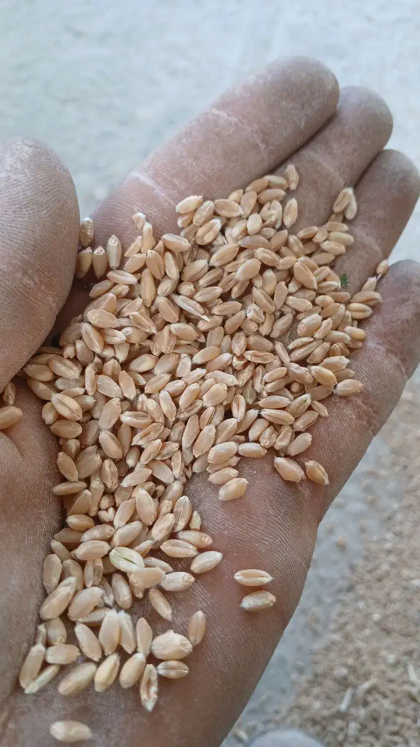 گندم ابی|حراج|زنده رود, |دیوار