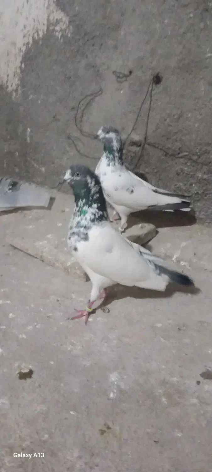 2 جفت کبوتر فروشی|پرنده|گرگان, |دیوار