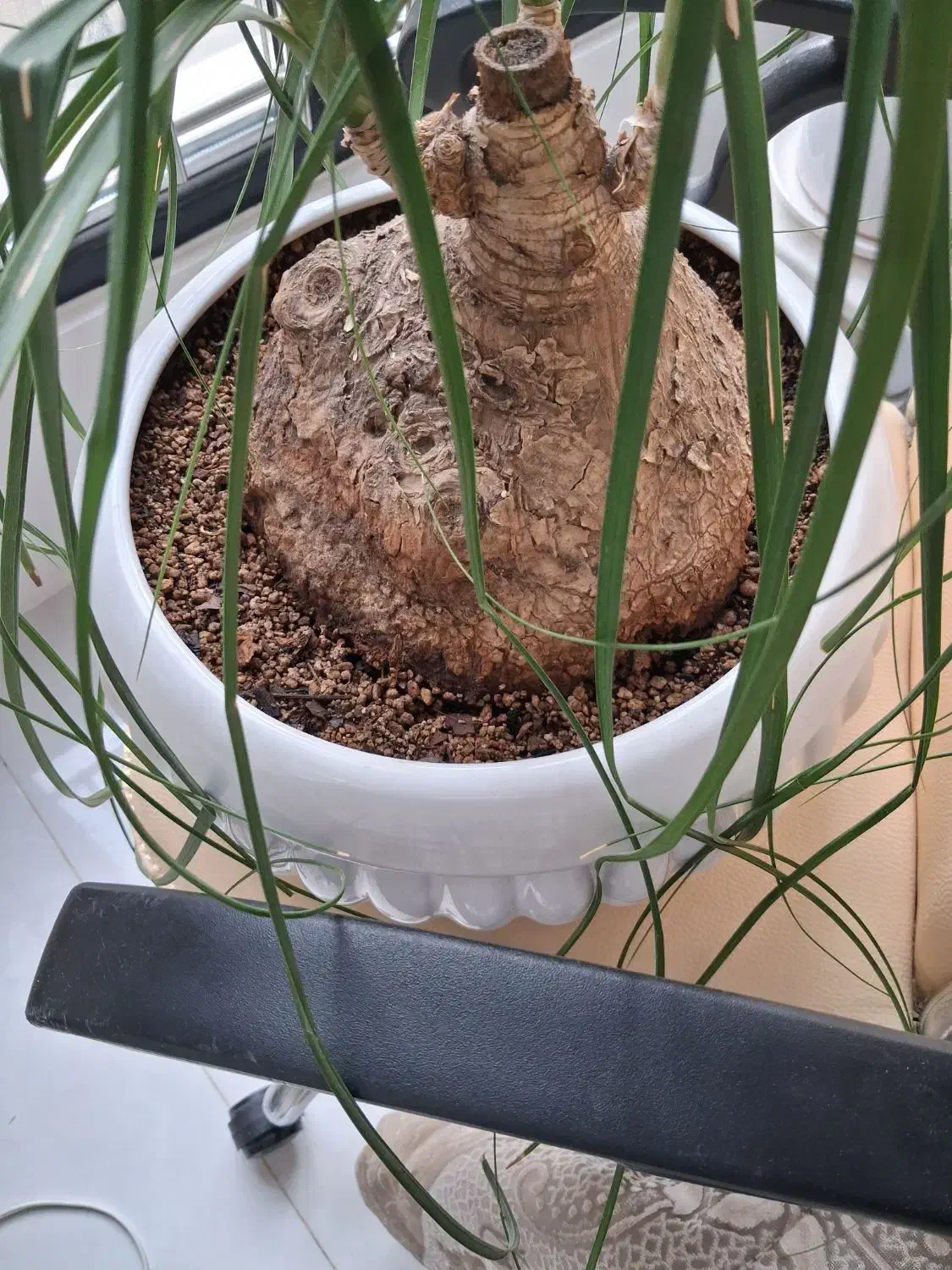 لیندا|گل و گیاه طبیعی|مشهد, تربیت (صدف)|دیوار