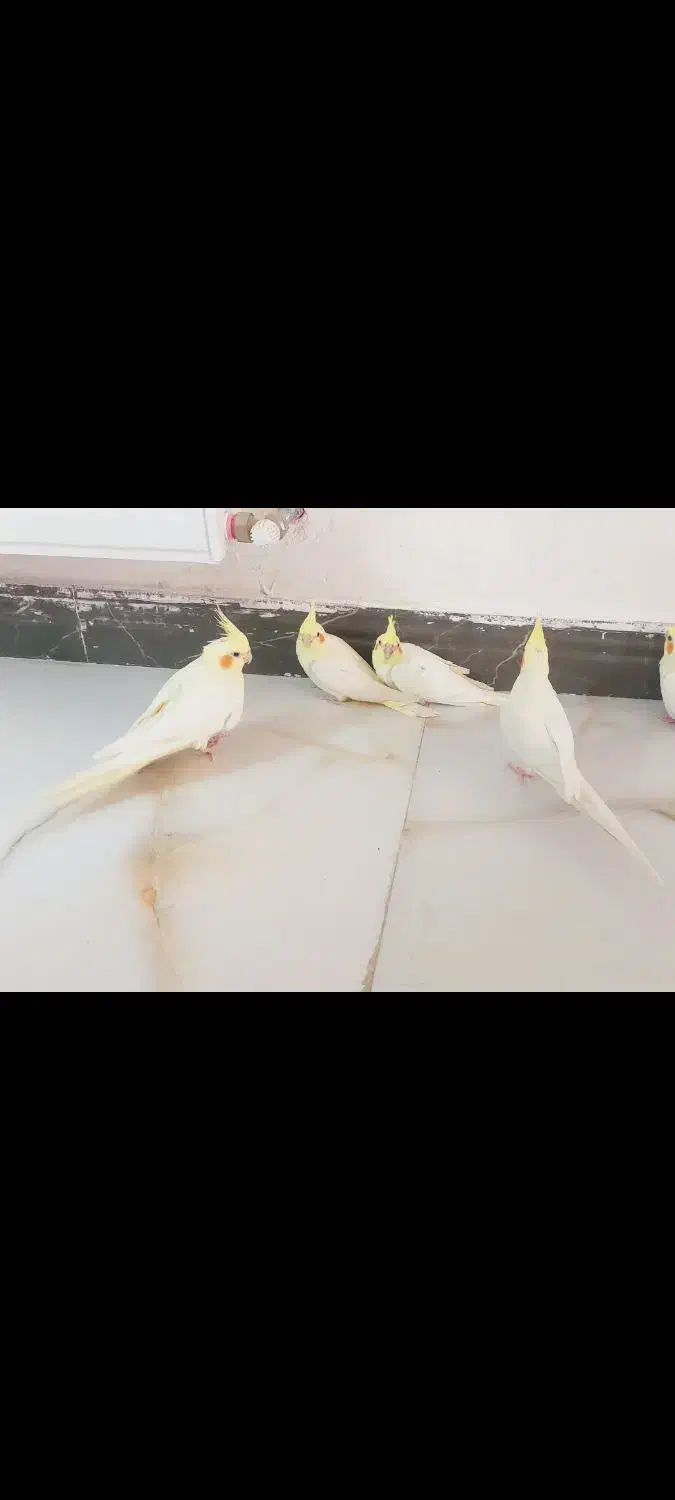 جفت عروس|پرنده|صحنه, |دیوار