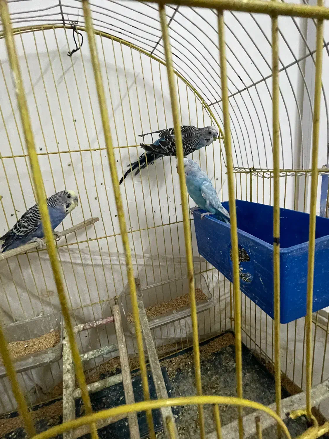 ۳عدد مرغ عشق فروشی|پرنده|ایرانشهر, |دیوار