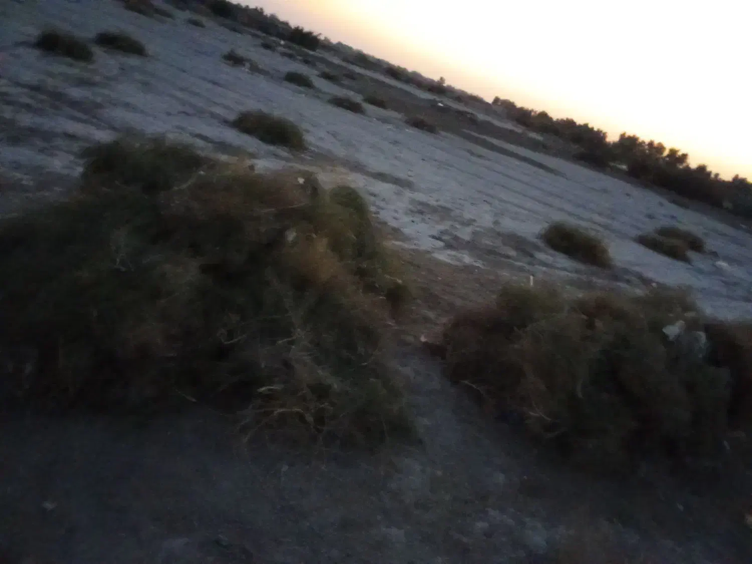 خار|لوازم جانبی حیوانات|کرباسک, |دیوار