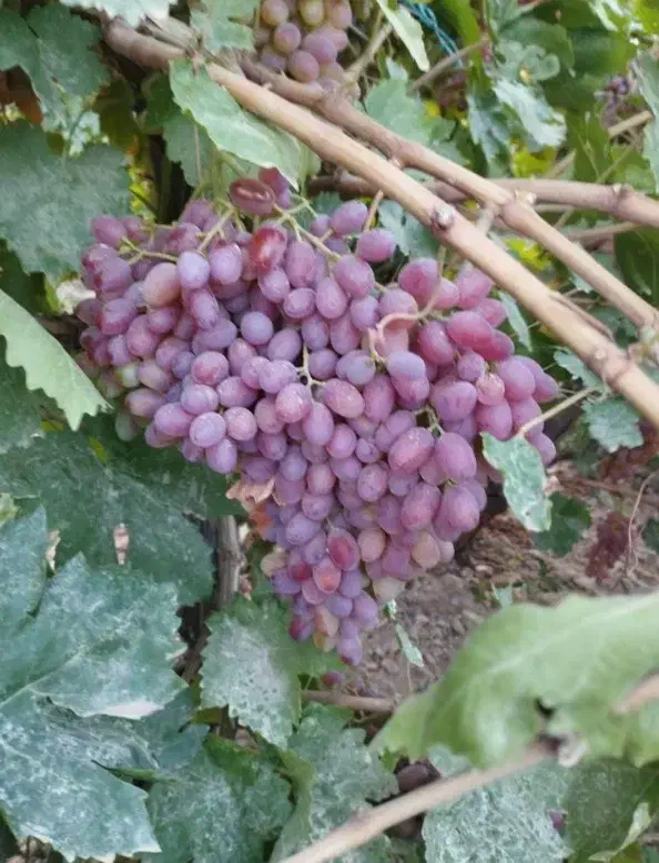 نهال انگورت رو از منه کشاورز بخر|خدمات باغبانی و درختکاری|تاکستان, |دیوار