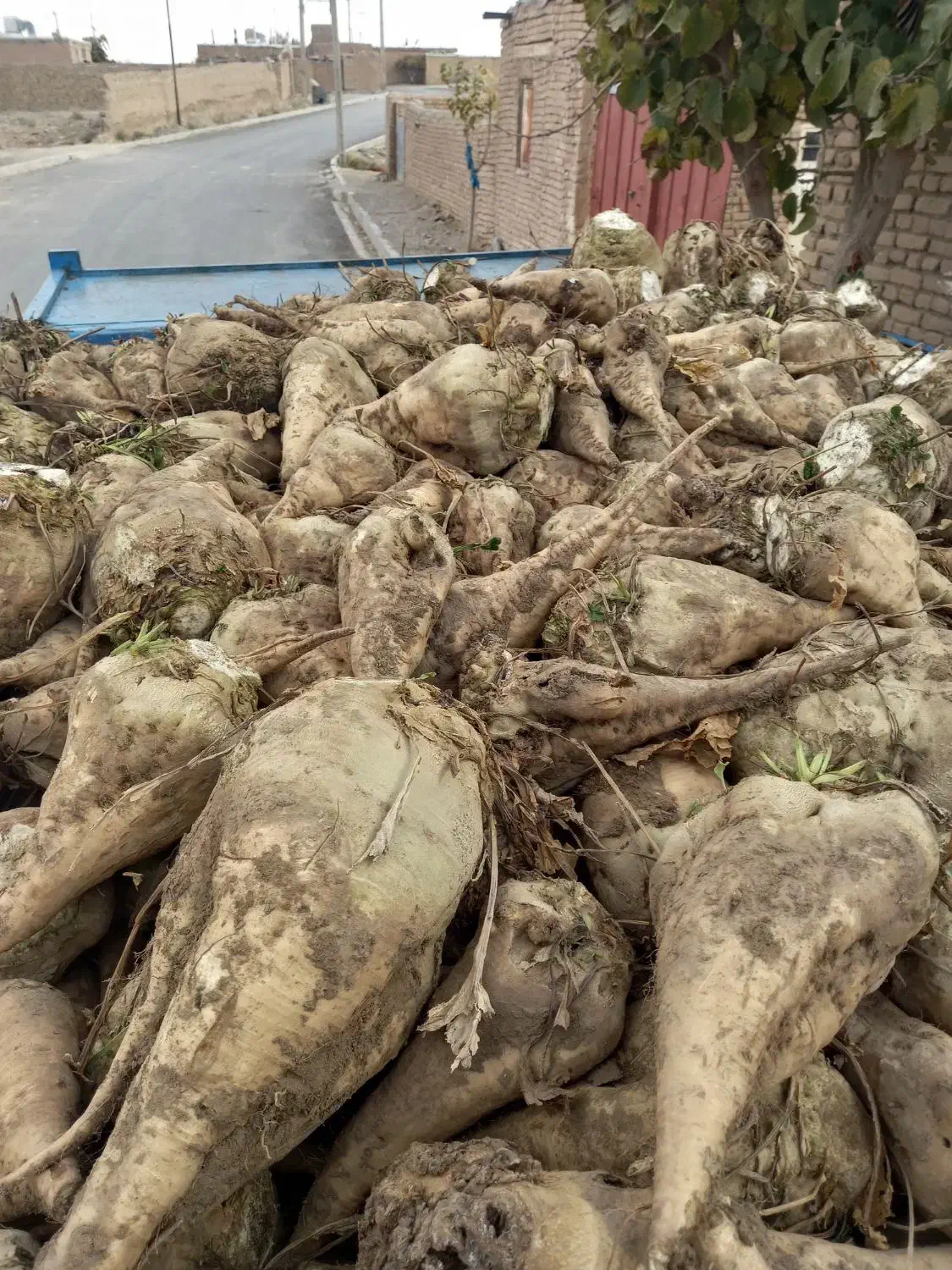 چغندر قندی|خوردنی و آشامیدنی|خوشاب, |دیوار