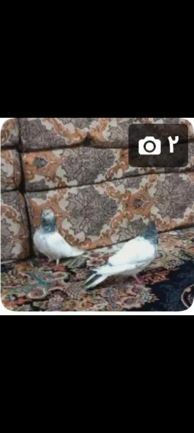 گم شده|حیوانات|بندر ماهشهر, |دیوار