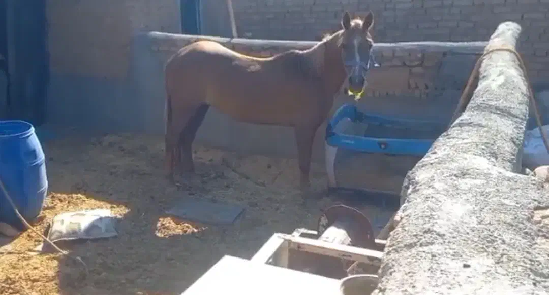 اسب مادیون|اسب و تجهیزات اسب‌سواری|سبزوار, قلعه‌نو دهزار|دیوار