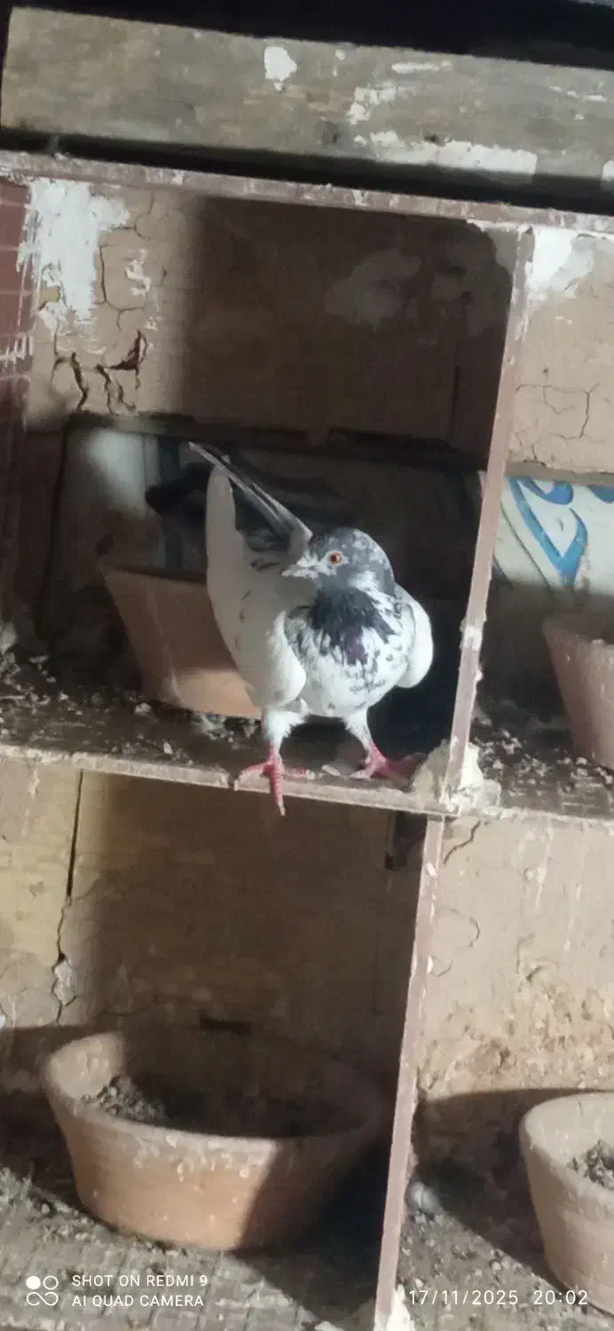 سه جفت کفتر کبوتر پرشی مایه|پرنده|هشتگرد, هشتگرد قدیم|دیوار