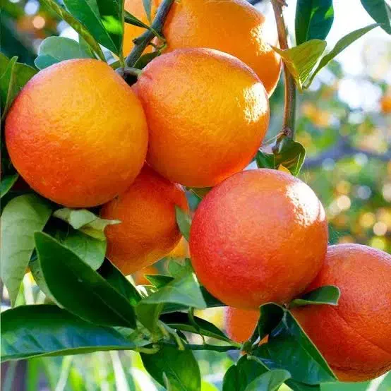 پرتقال|حراج|گرگان, |دیوار