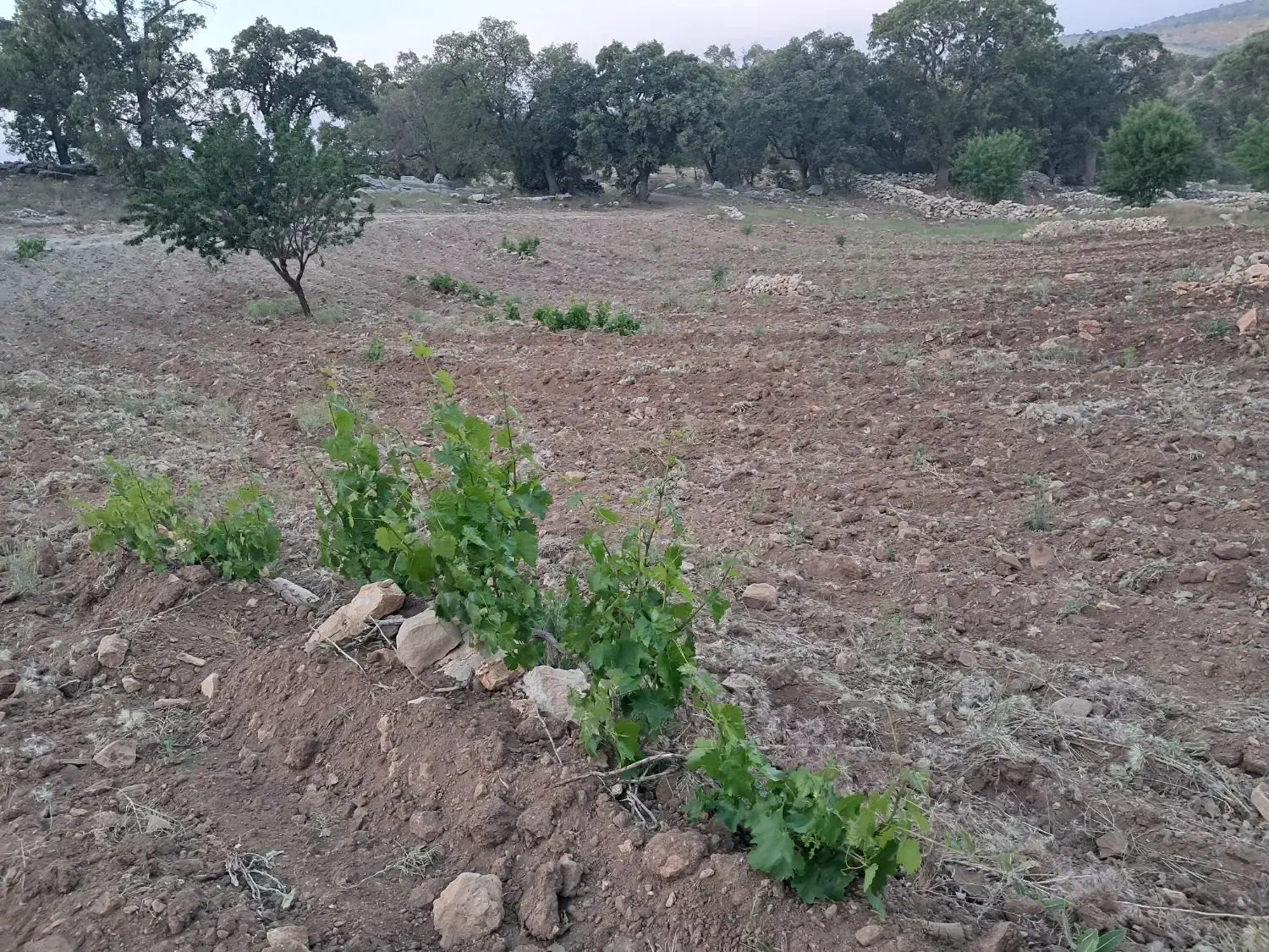 باغ|فروش زمین و ملک کلنگی|نورآباد ممسنی, |دیوار