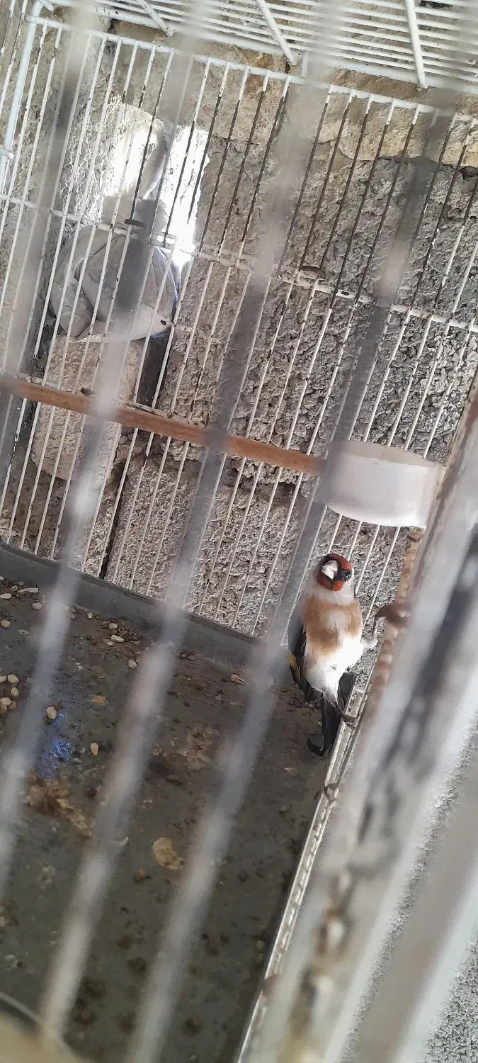 سهره ماده|پرنده|اردبیل, |دیوار