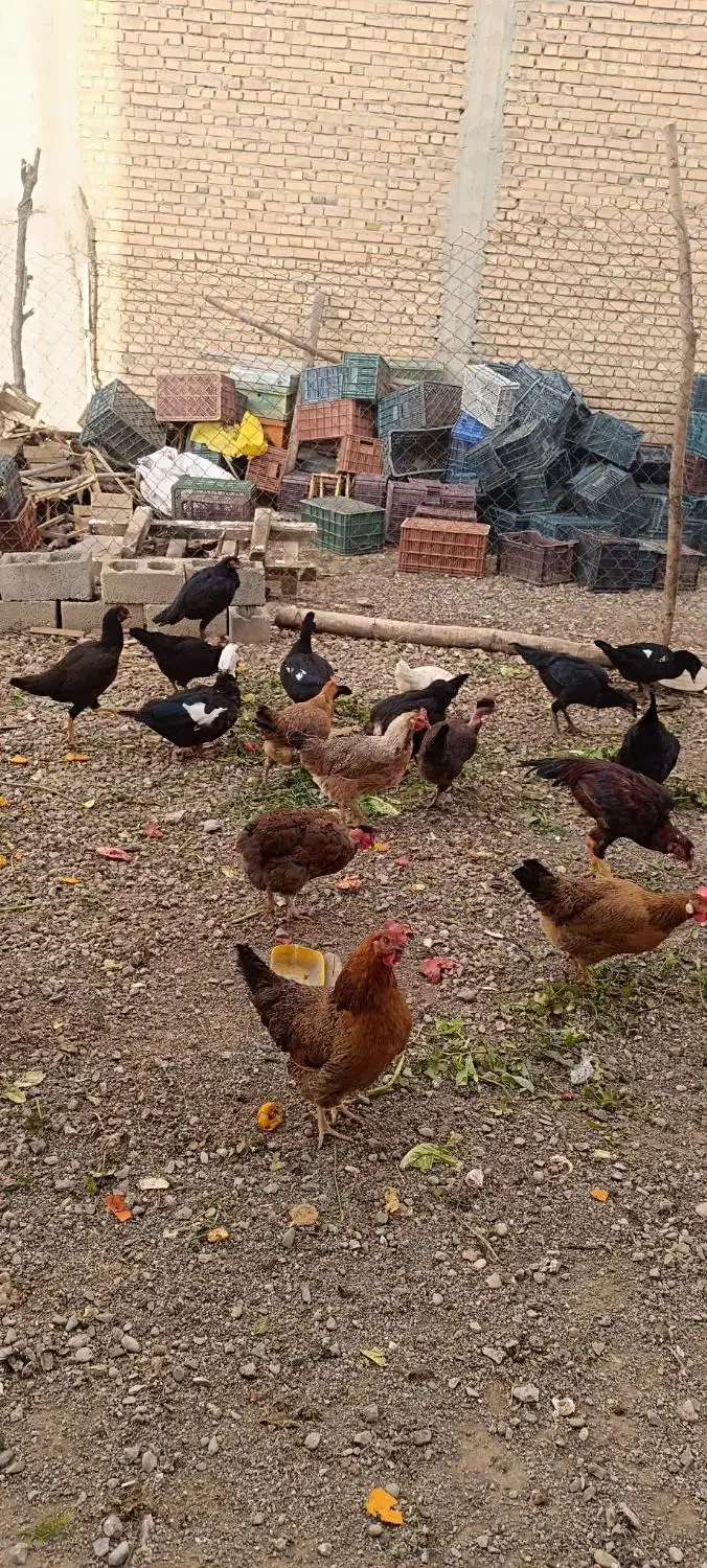 مرغ و خروس محلی|حیوانات مزرعه|ربط, |دیوار