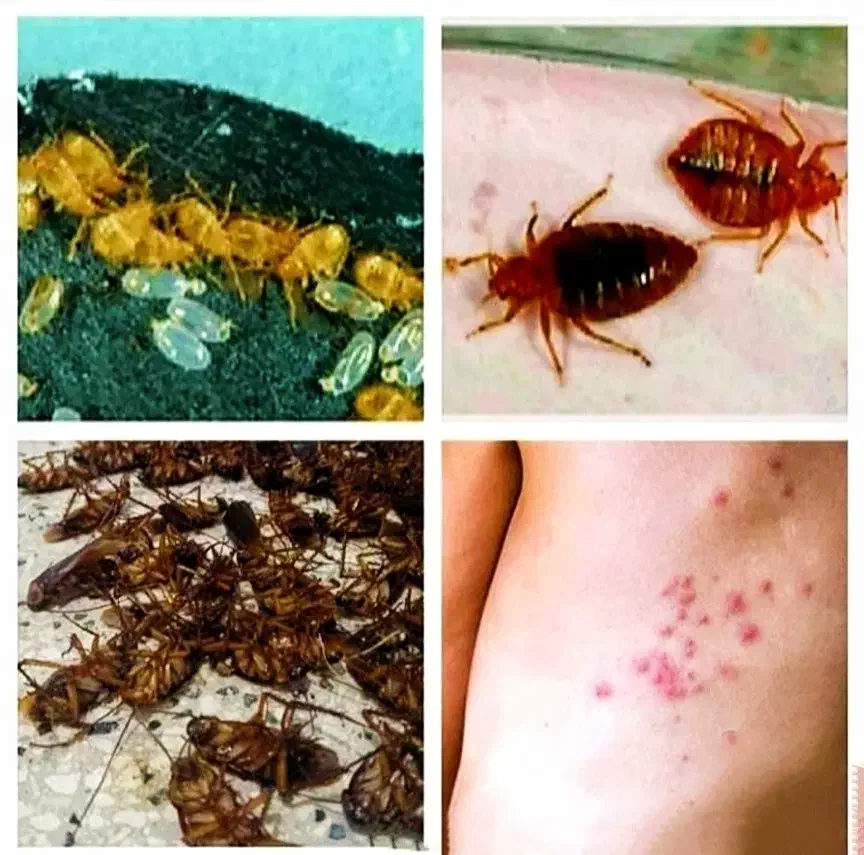 سمپاشی مرکز تخصصی سم پاشی ساس سوسک موش کنه بید کک|خدمات نظافت|تهران, صادقیه|دیوار