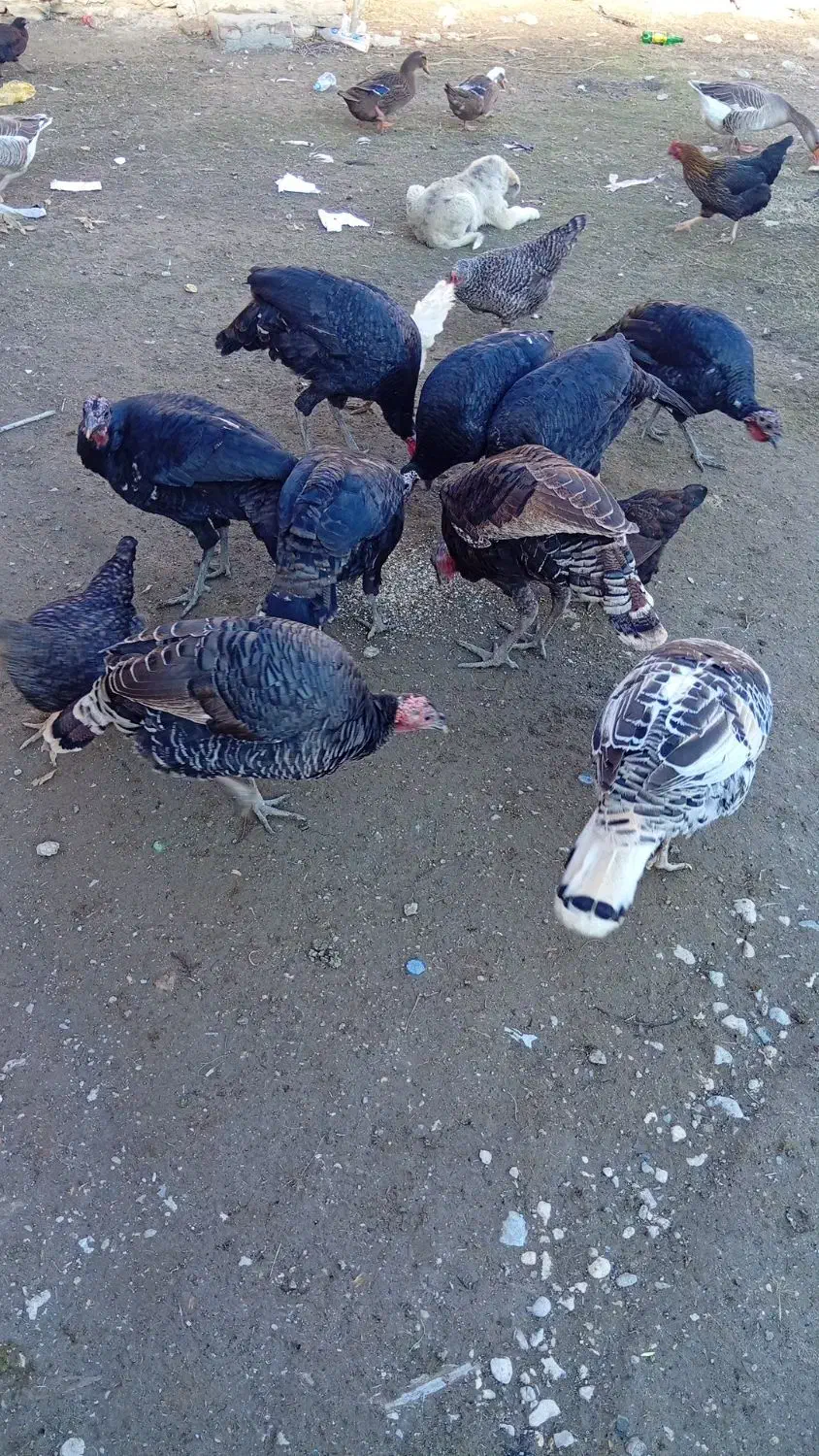 بوقلمون|حیوانات مزرعه|ماکو, |دیوار