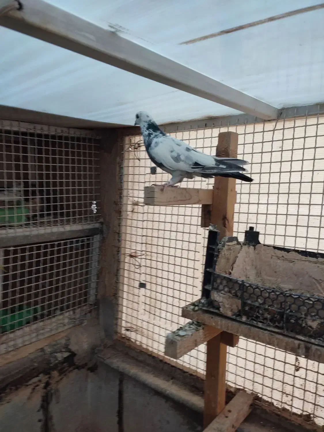 کبوتر تیدی و چاپی ماده|پرنده|شیراز, آبیاری|دیوار