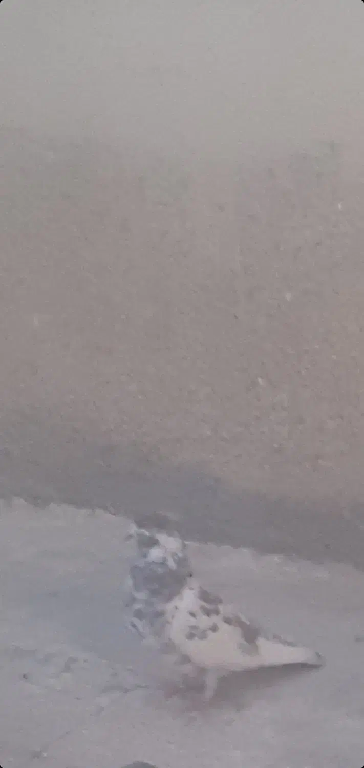 کفتر|حیوانات|بروجرد, |دیوار