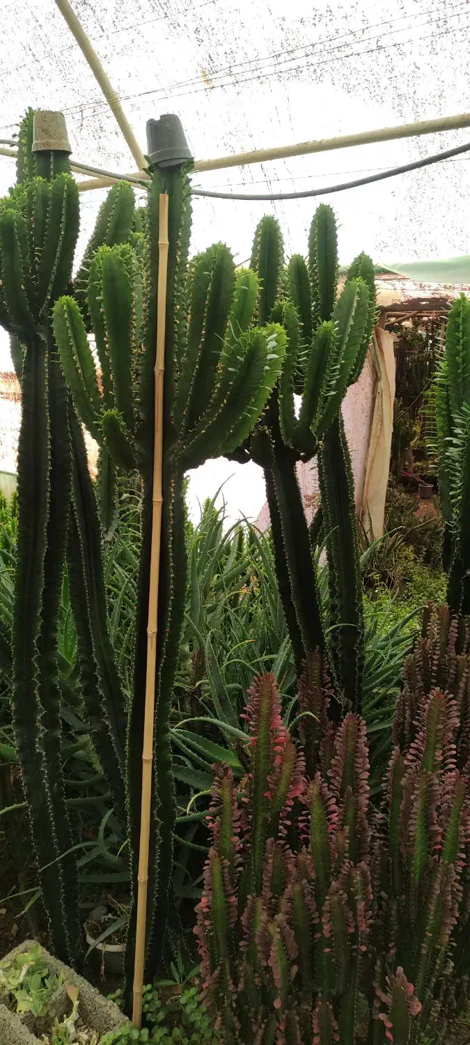 ایفوربیا تریگونا|گل و گیاه طبیعی|قدس, شهرقدس|دیوار