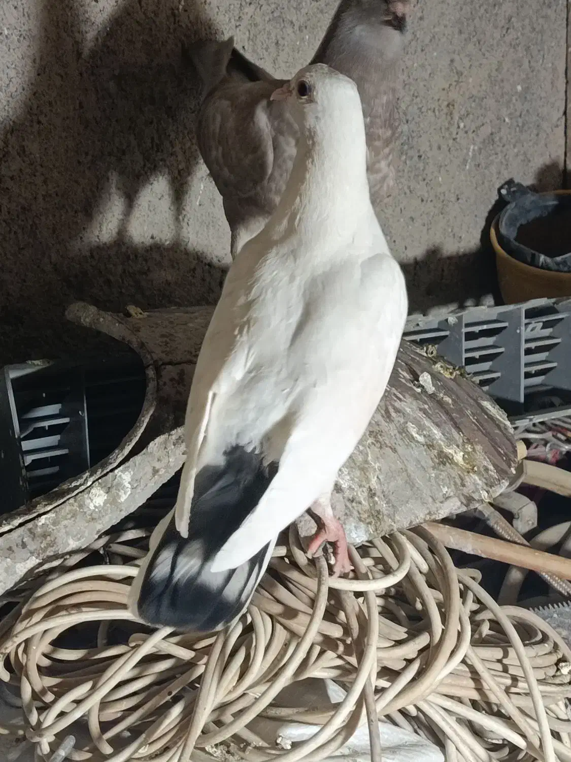 کفتر پرشی|پرنده|مشهد, چهارچشمه|دیوار