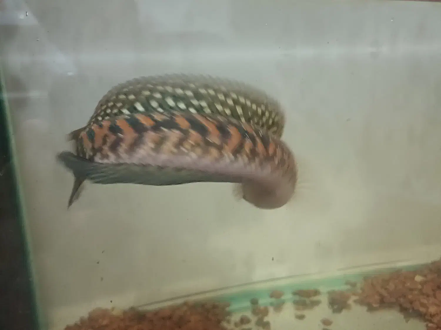 چانا کالیمایا رد|ماهی|تهران, فردوس|دیوار