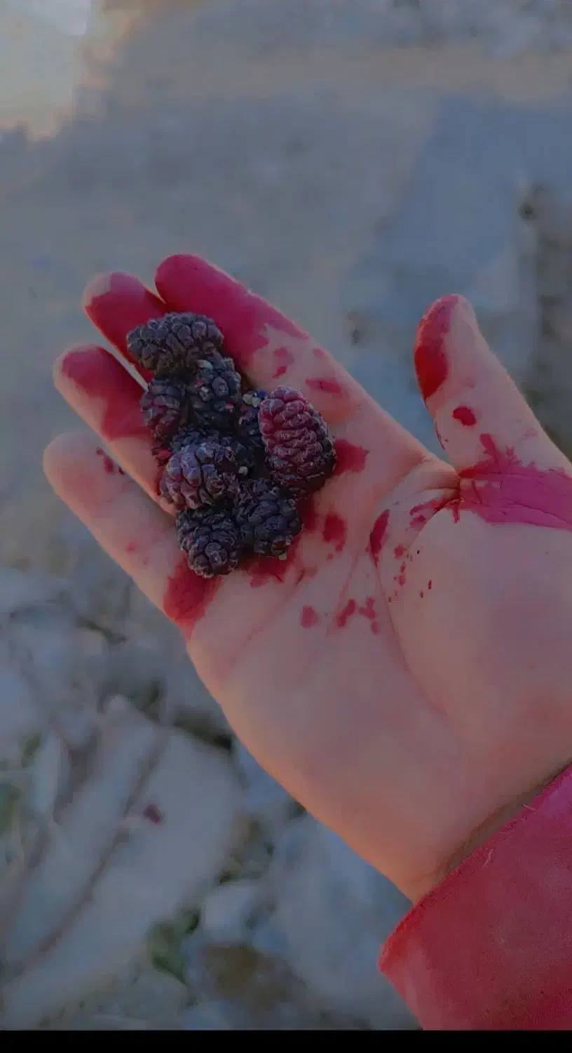 مرغ خروس|حیوانات مزرعه|دهدشت, |دیوار