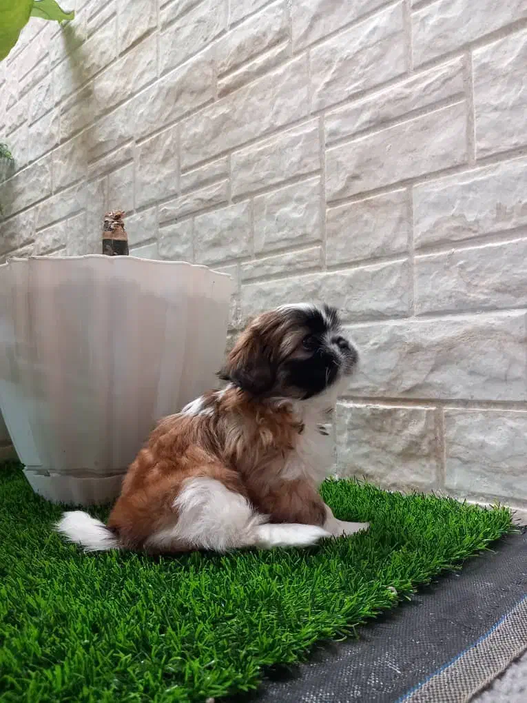 توله شیتزو مالتیز۳ماهه ماده|سگ|فسا, |دیوار