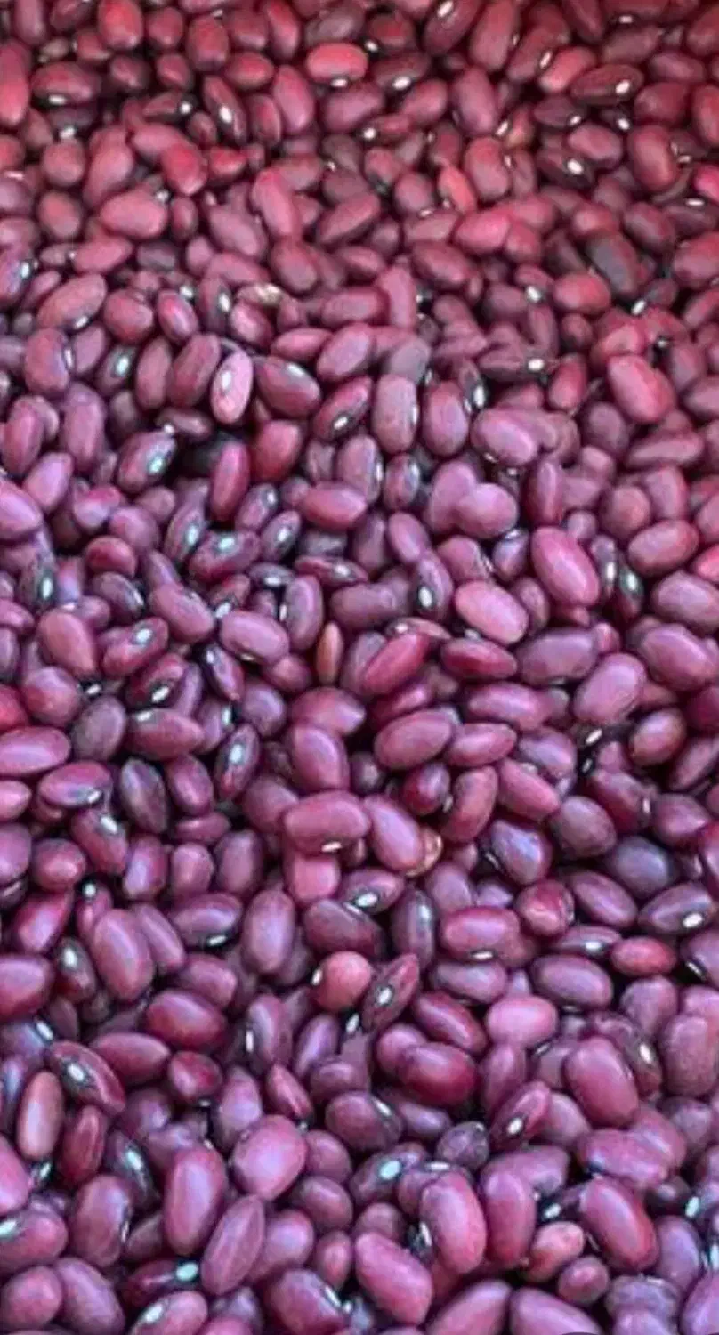 لوبیا قرمز ایرانی|عمده‌فروشی|دهگلان, |دیوار