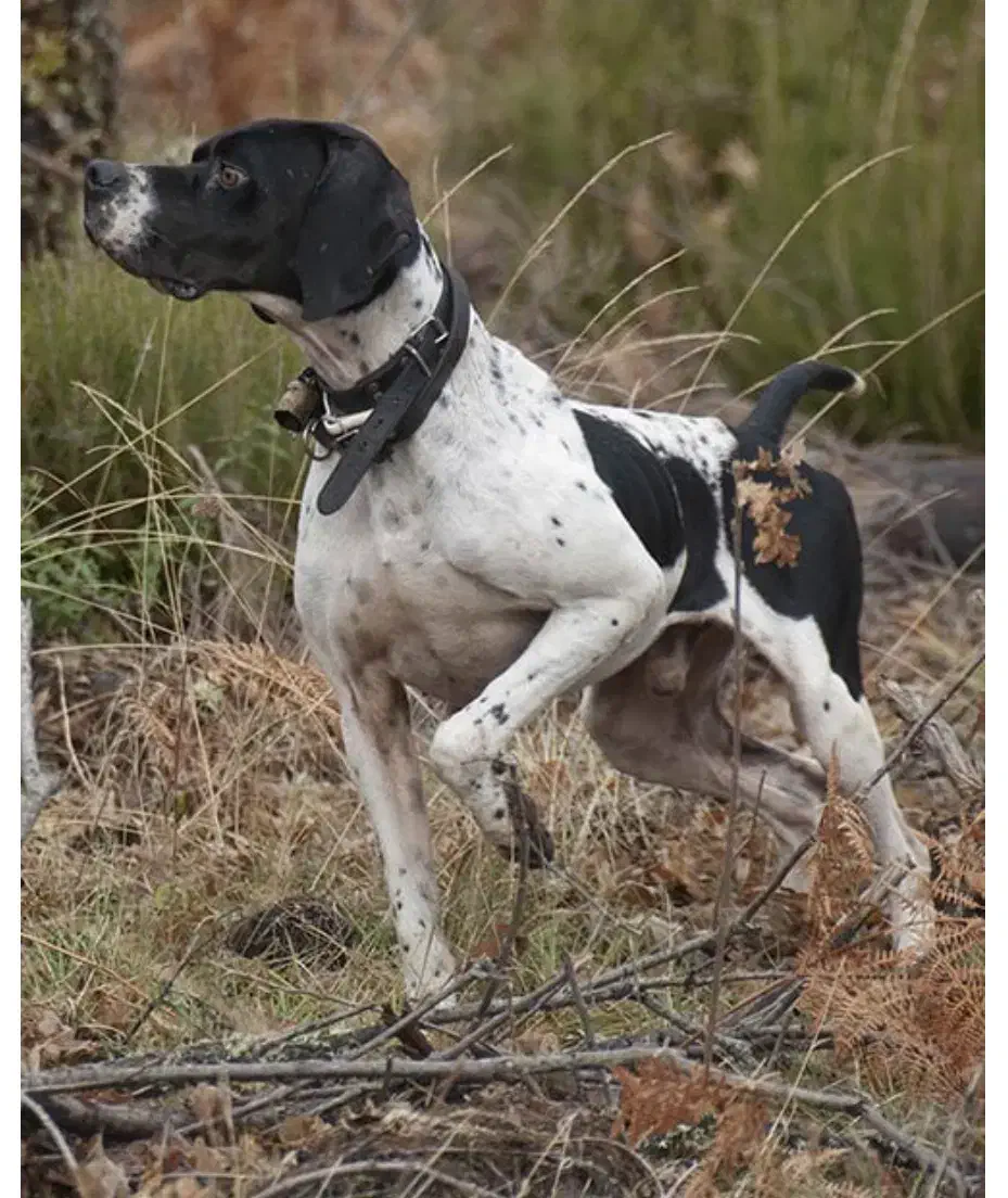 فروش سگ شکاری پوینتر انگلیس اصیل|سگ|آمل, |دیوار