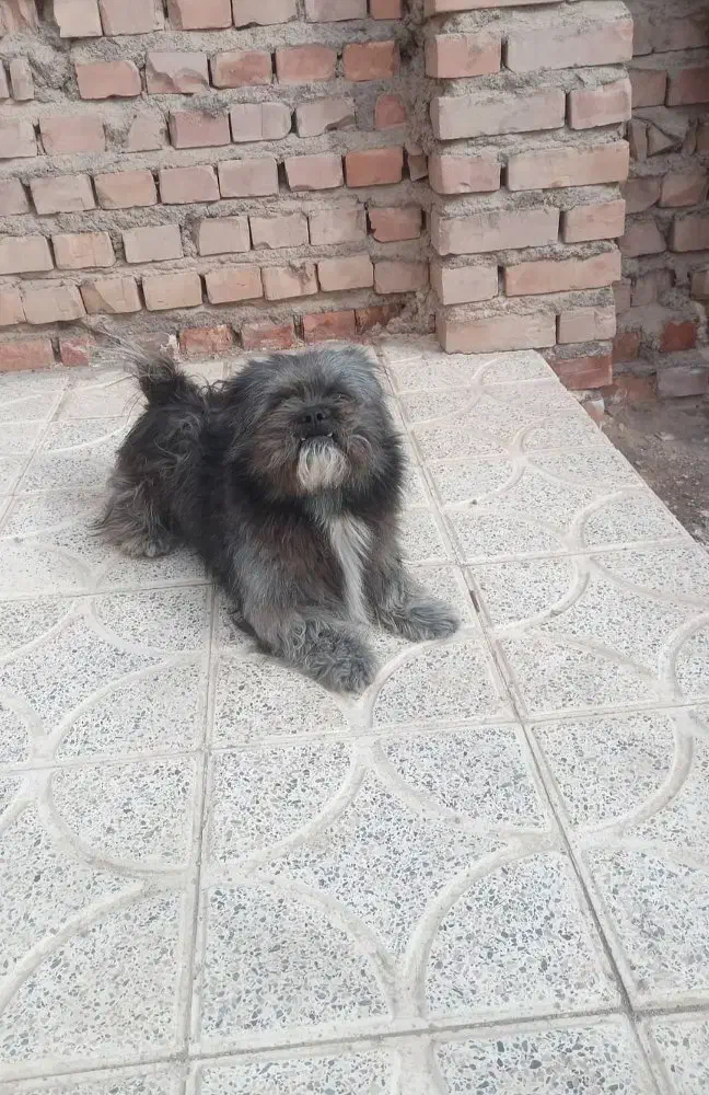 سگ پشمالو اشپیتز فقط یک میلیون هفتصد|سگ|کرمان, |دیوار