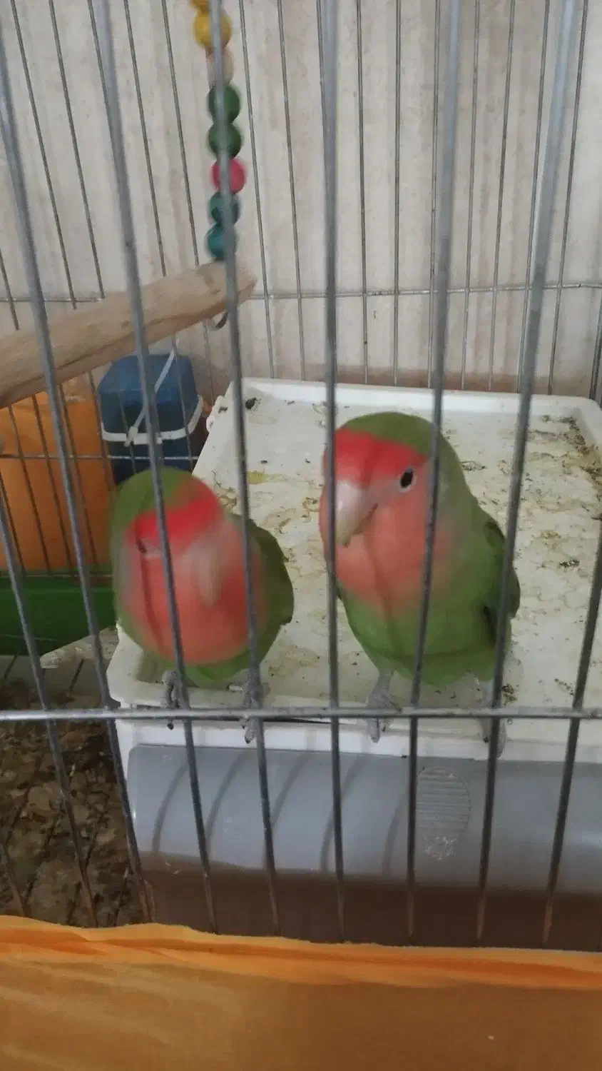 طوطی برزیلی|پرنده|شاهرود, |دیوار