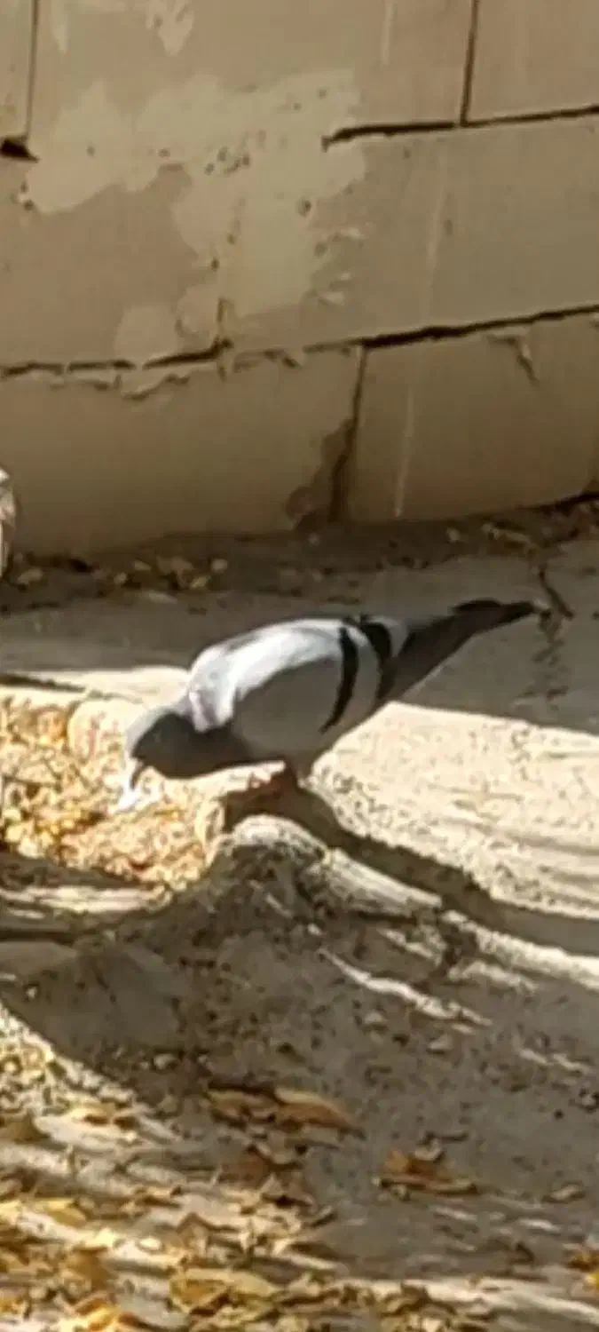 کبوتر گمشده|حیوانات|بجنورد, |دیوار