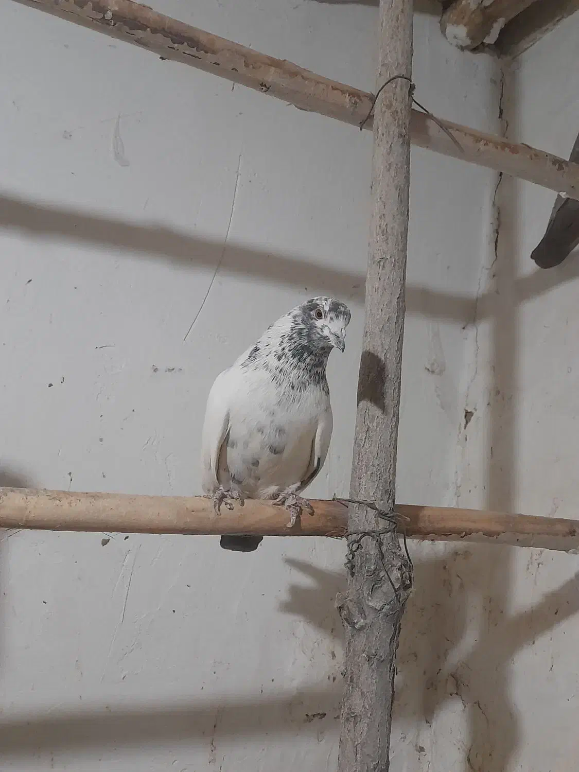 پرشی|پرنده|گل تپه, |دیوار