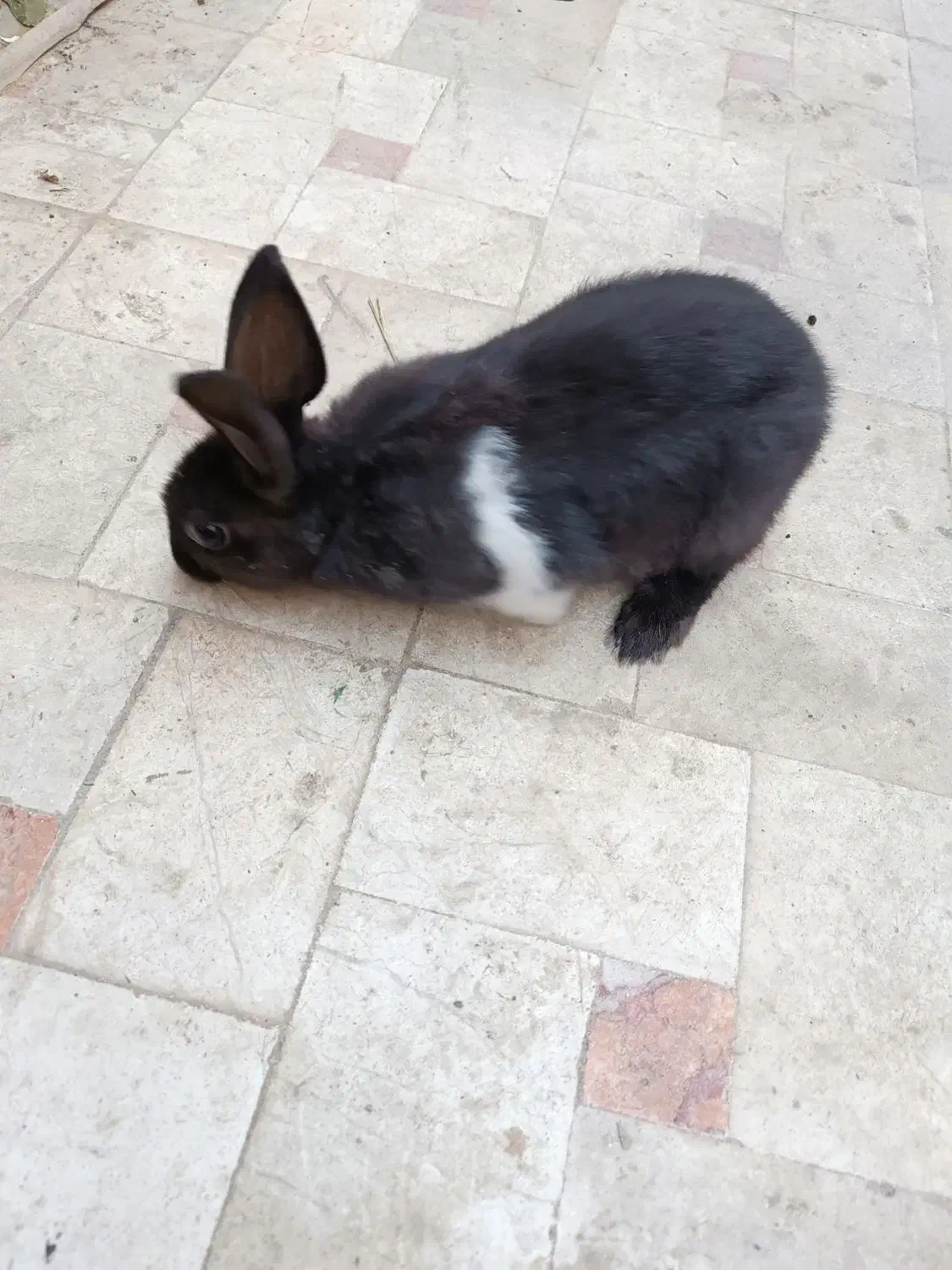 خرگوش|موش و خرگوش|نیشابور, امین اسلامی|دیوار