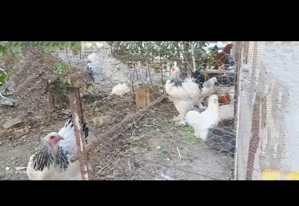 تخم بوقلمون غاز مرغ لاری برهما|حیوانات مزرعه|رشت, منظریه|دیوار