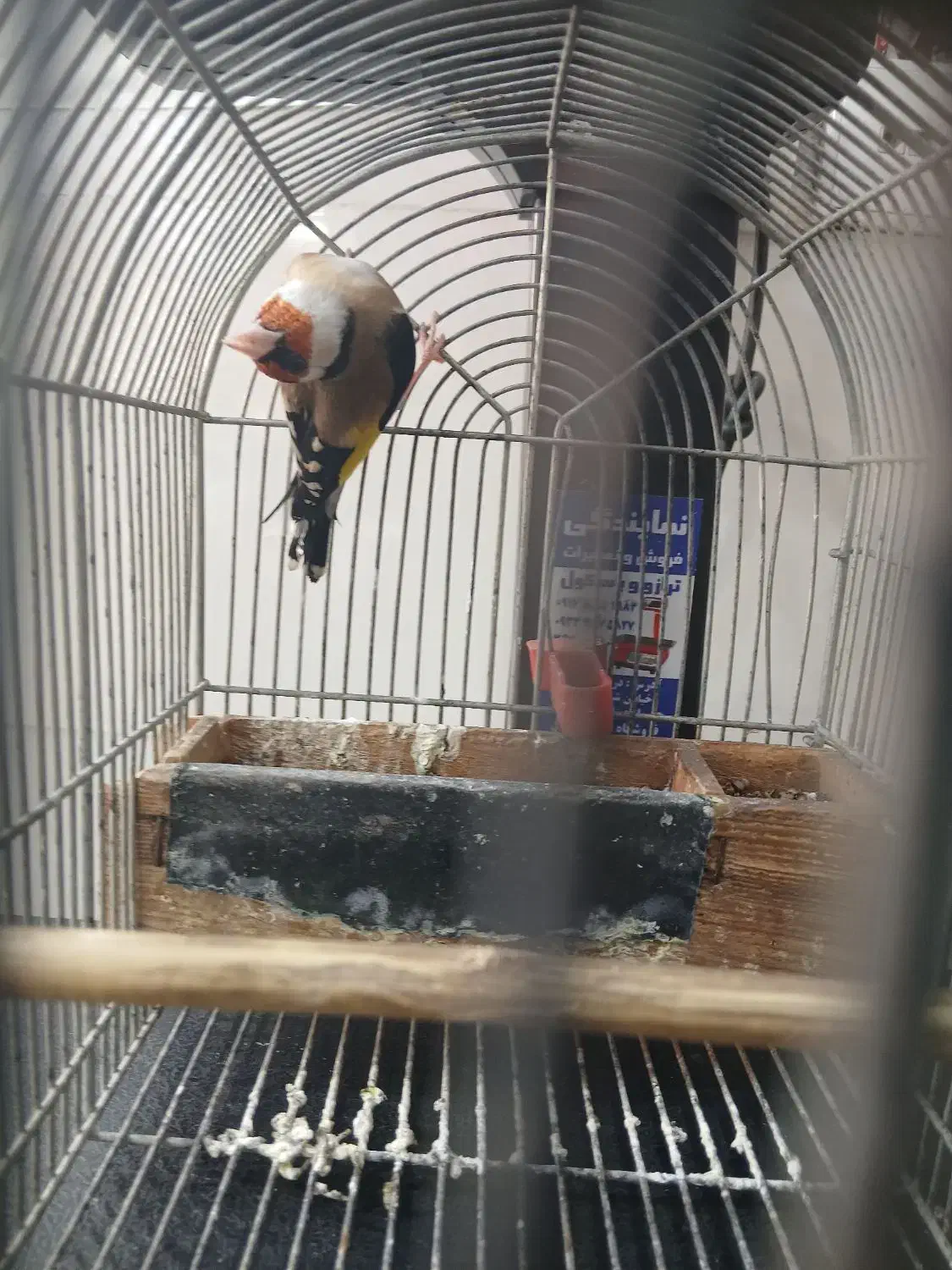 سهری نر جفت خور|پرنده|شیراز, سیاه سنگ|دیوار