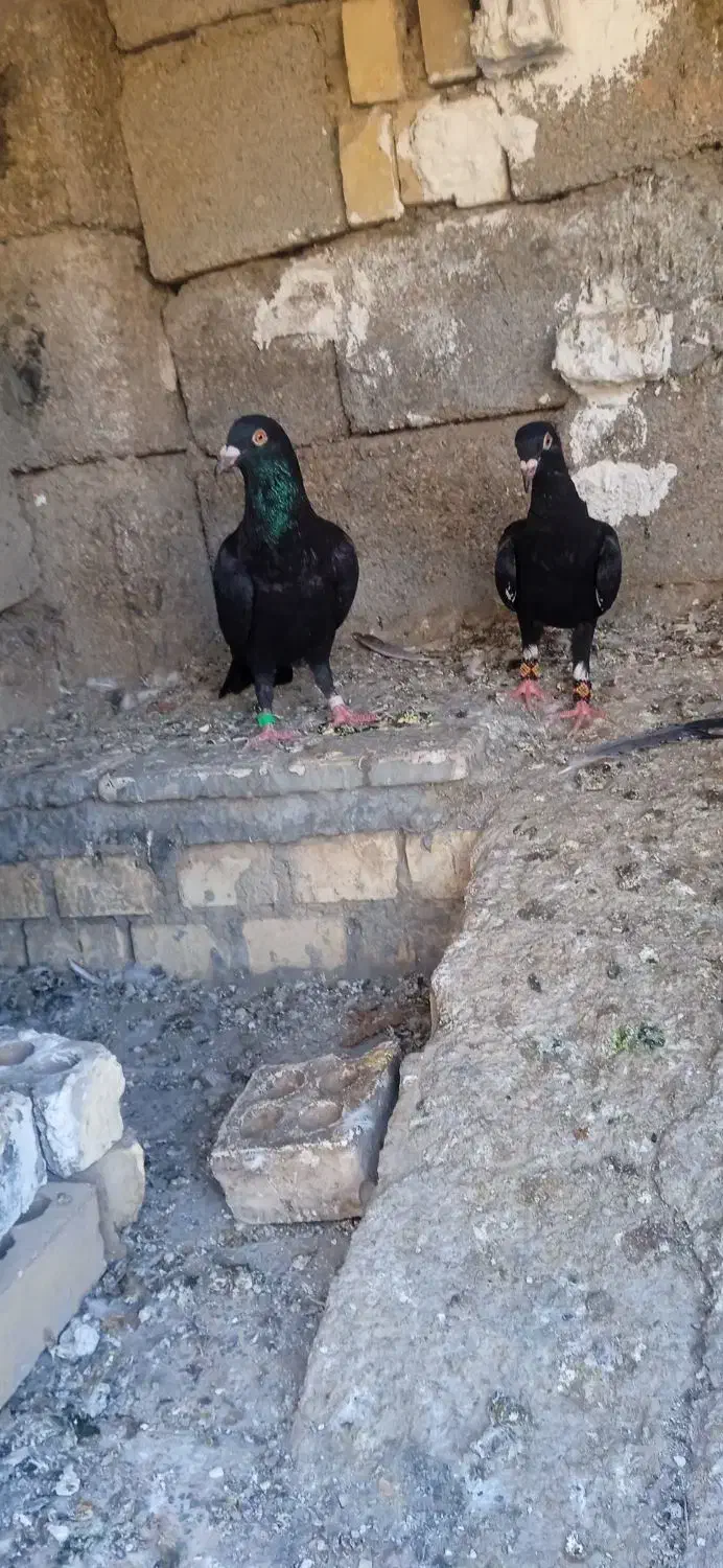 کبوتر رنگی|پرنده|امیدیه, |دیوار