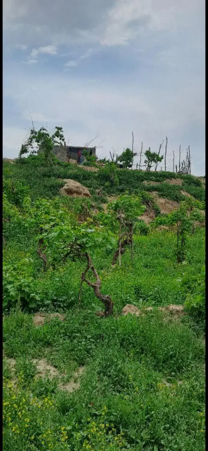 باغ انگور|فروش دفتر صنعتی، کشاورزی، تجاری|درگز, |دیوار