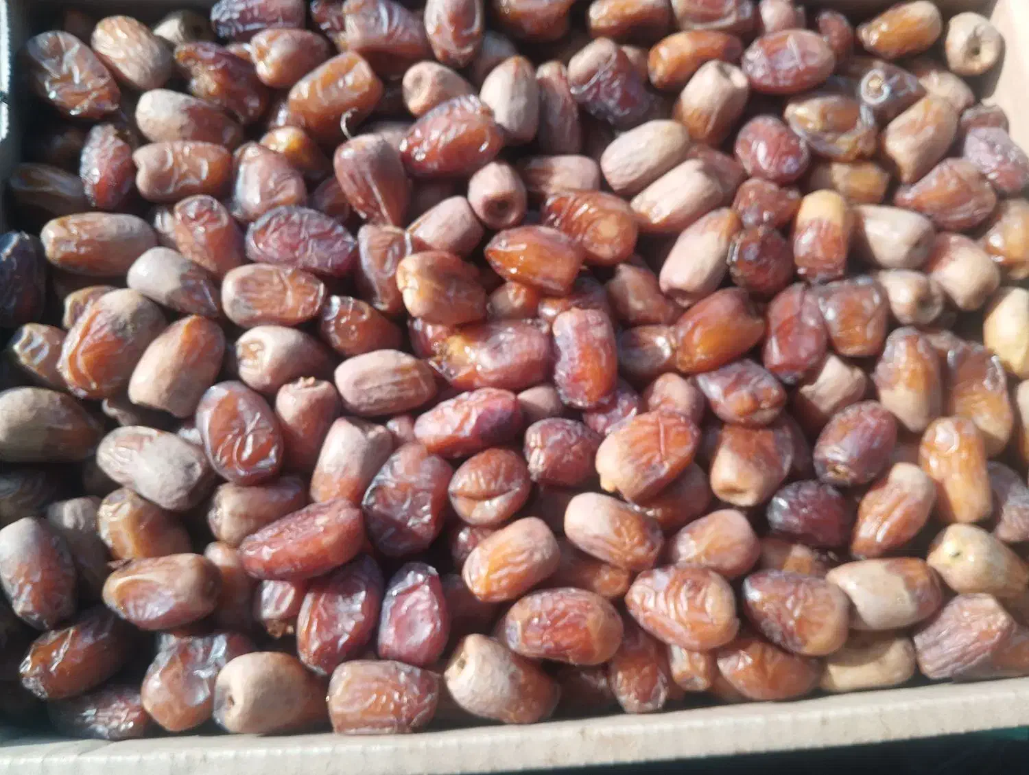 خرما پوپو|خوردنی و آشامیدنی|مهرستان, |دیوار