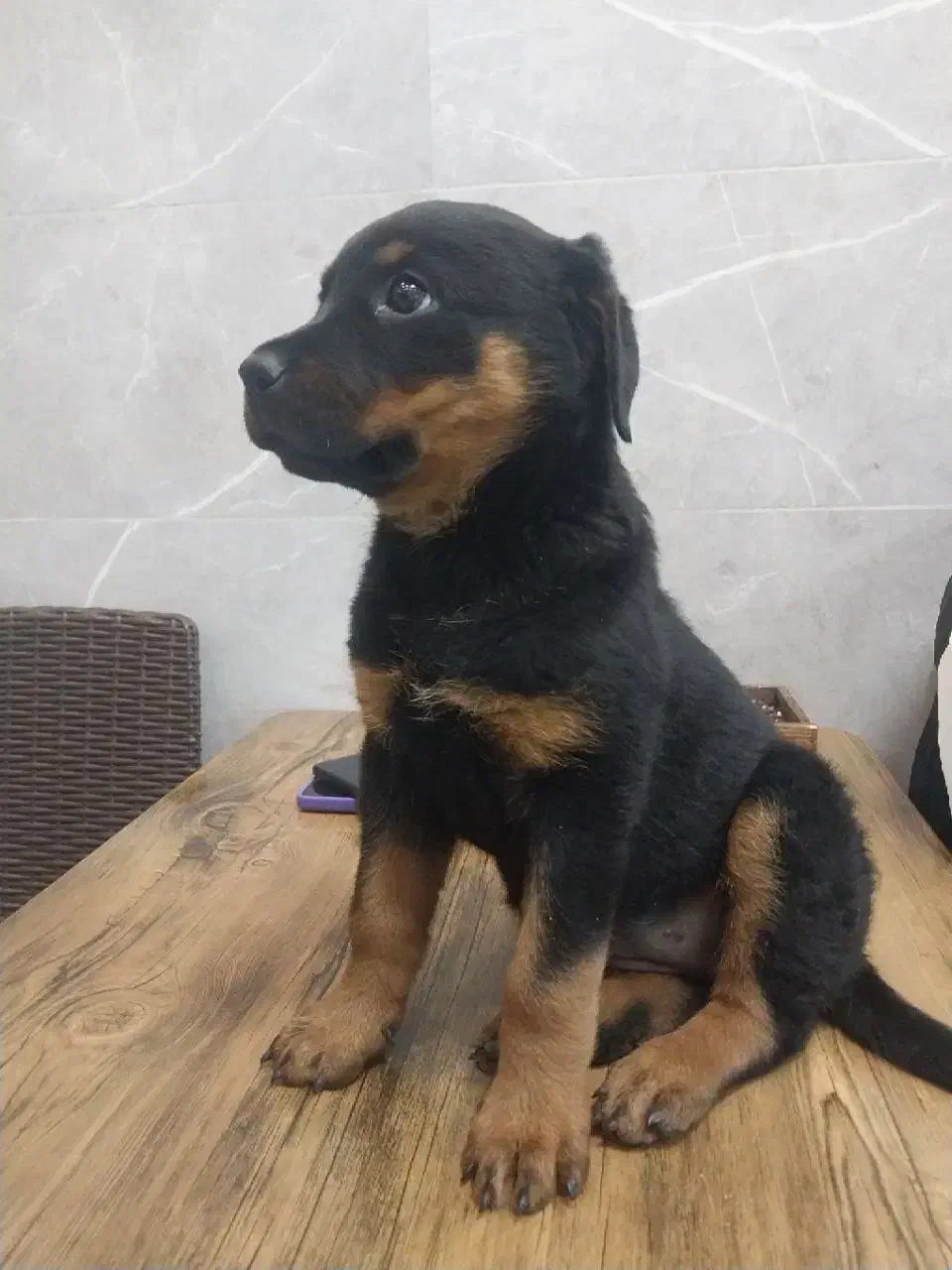 روتوایلر ماده فوری|سگ|فردیس, فردیس|دیوار