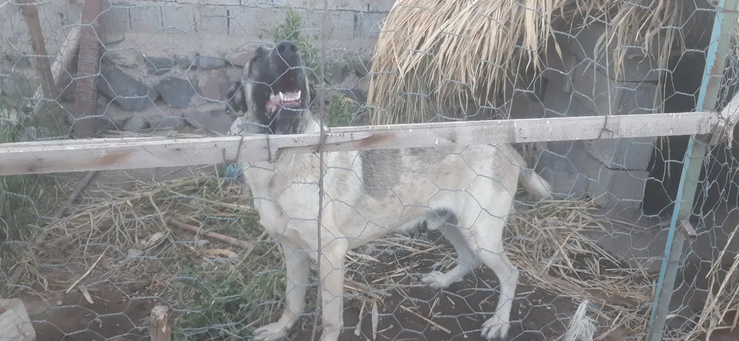 سگ نگهبان|سگ|اردبیل, |دیوار