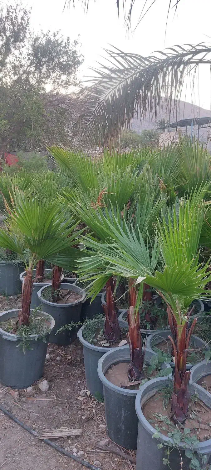 نخل پالم و رز رونده|گل و گیاه طبیعی|شیراز, شهرک امیر کبیر|دیوار