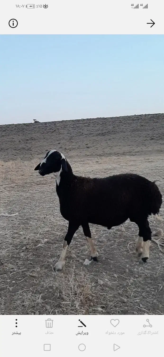 قوچ شال-چینی|حیوانات مزرعه|شیراز, شهرک مهدیه|دیوار