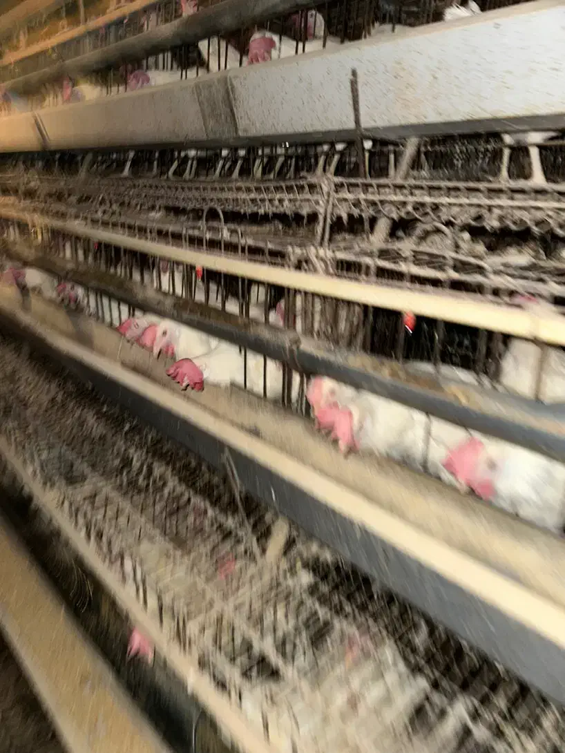 اگهی کار در مرغداری|استخدام صنعتی، فنی، مهندسی|صوفیان, |دیوار