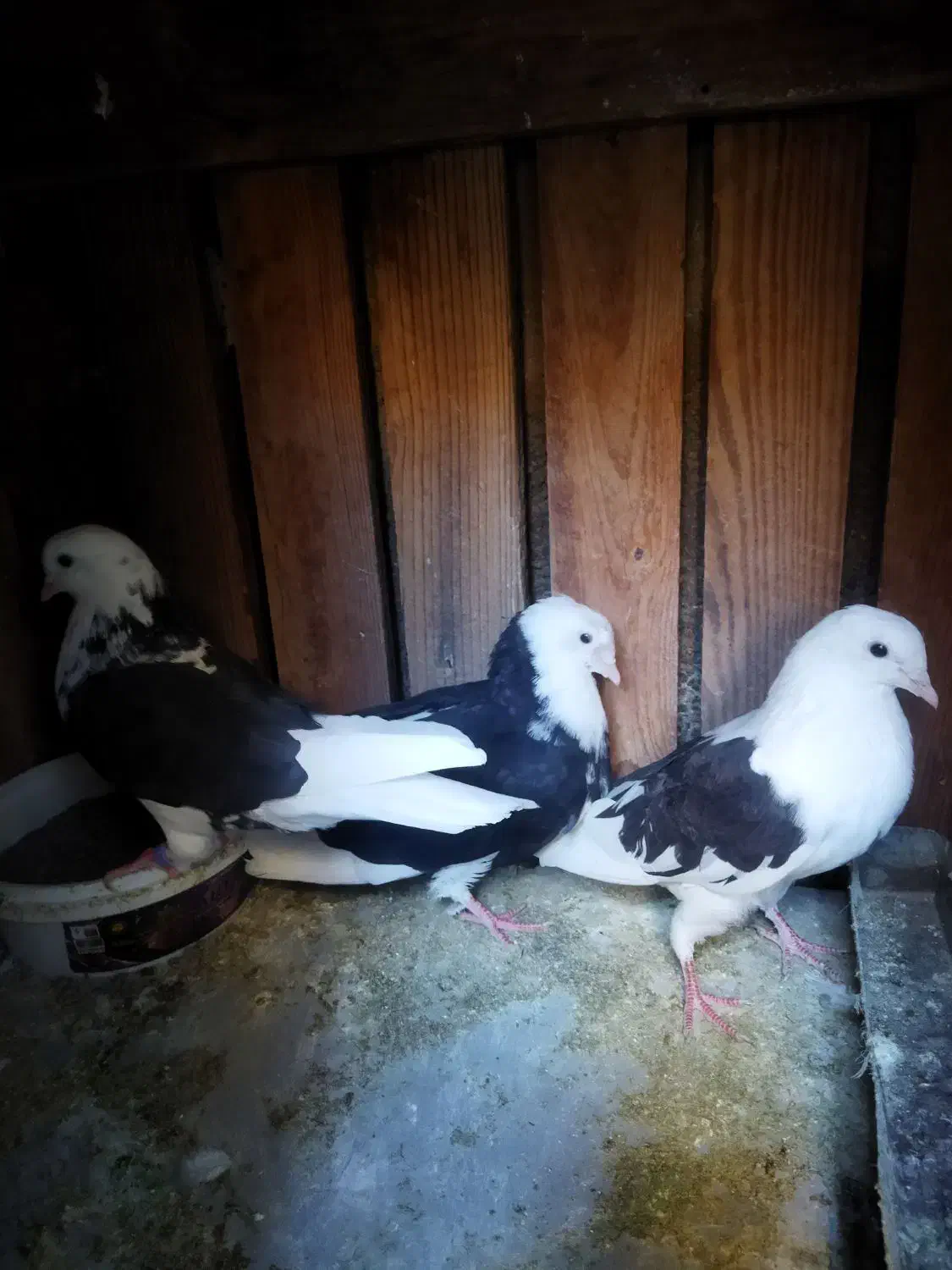 کفتر ماده ابلق|پرنده|قم, شهرک مهدیه (مدرس)|دیوار