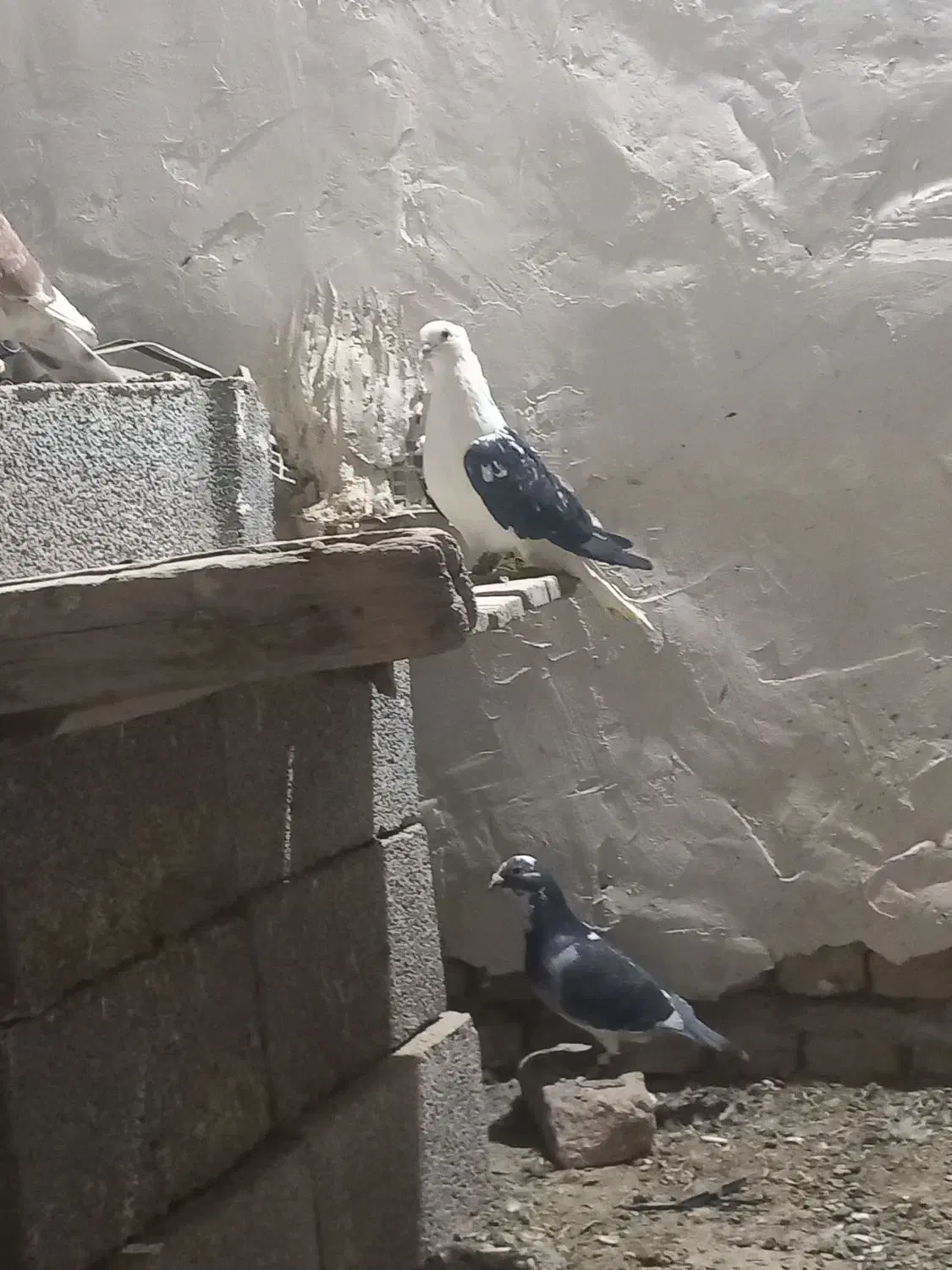 نر سوسکی دم سفید کاکلی عتیقه|پرنده|زاوه, |دیوار